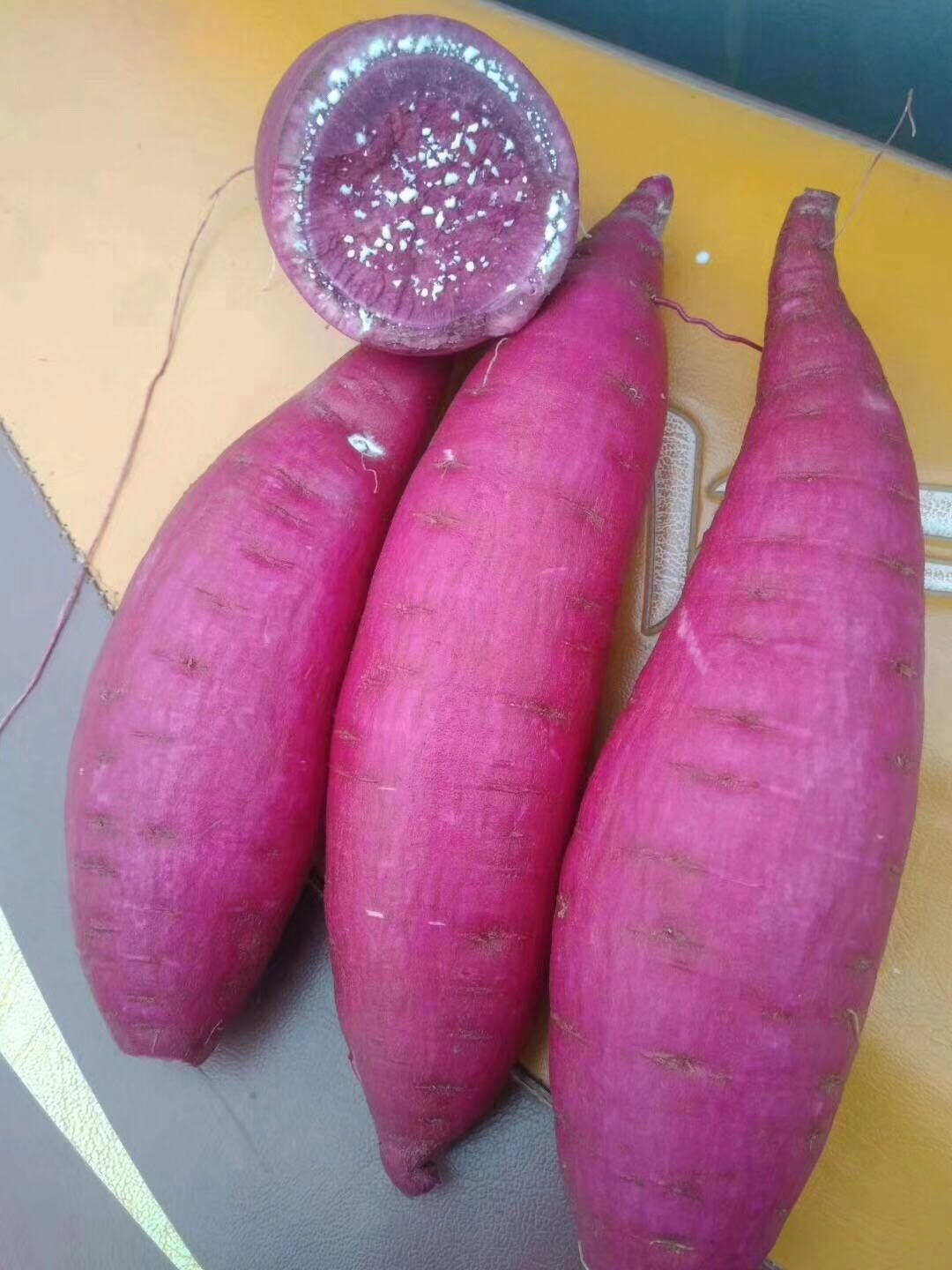 信陽(yáng)紅薯種種植